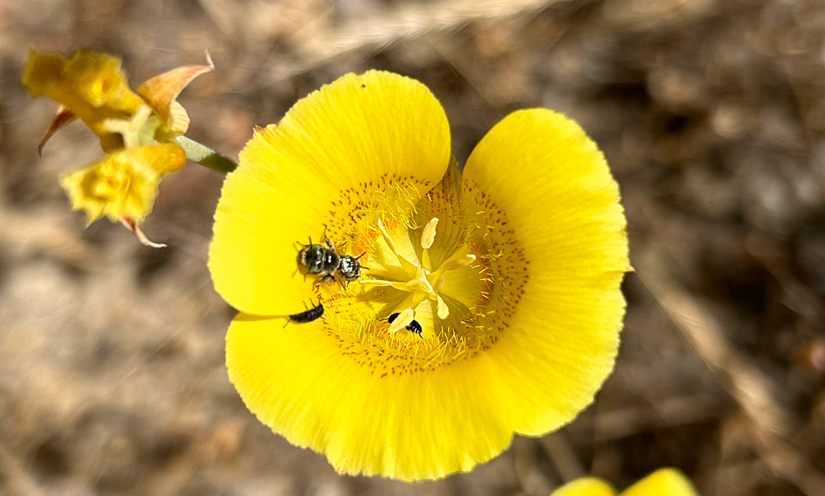 Yellow mariposa lily in Pine Canyon