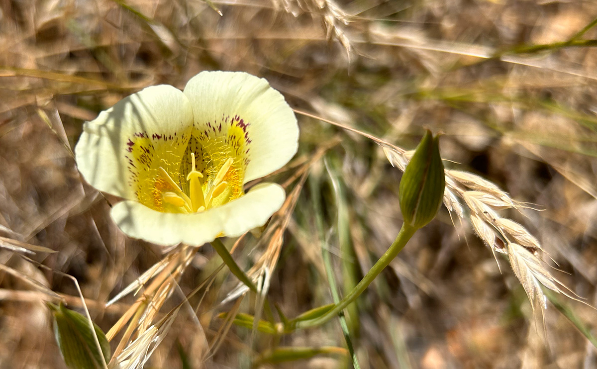 White mariposa lily in Pine Canyon