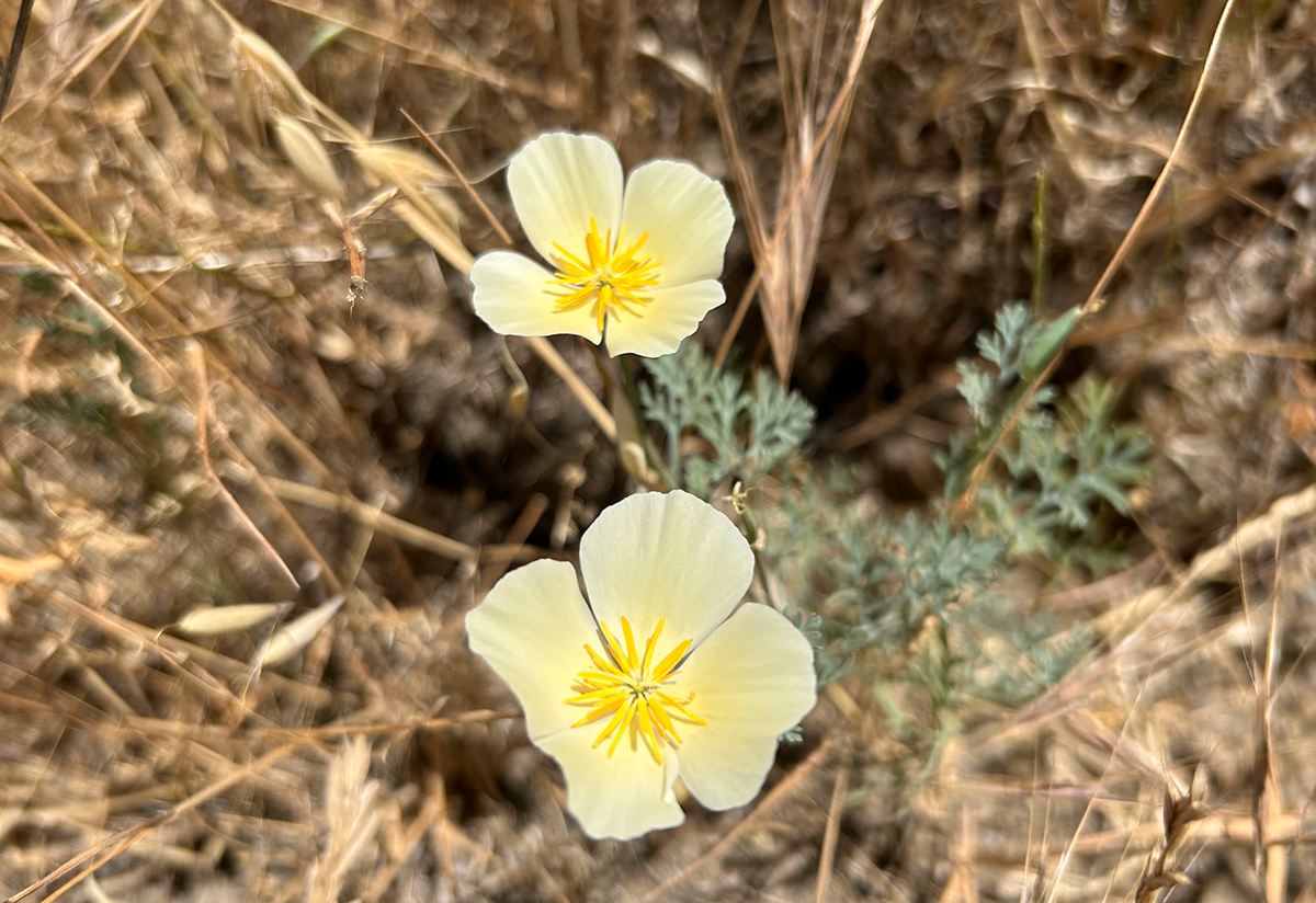 White California poppy in Pine Canyon
