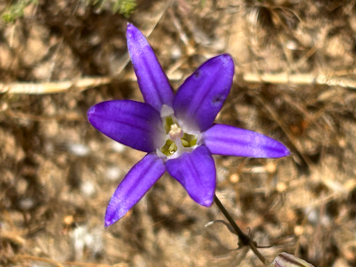 Harvest brodiaea in Pine Canyon