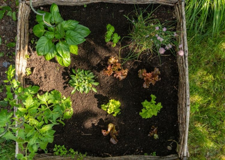 Fill Every Dark Nook In Your Garden With These 15 Shade-Loving Veggies
