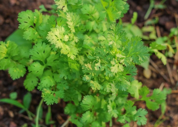 Growing Luscious Cilantro Has Never Been Easier With These Simple Tricks
