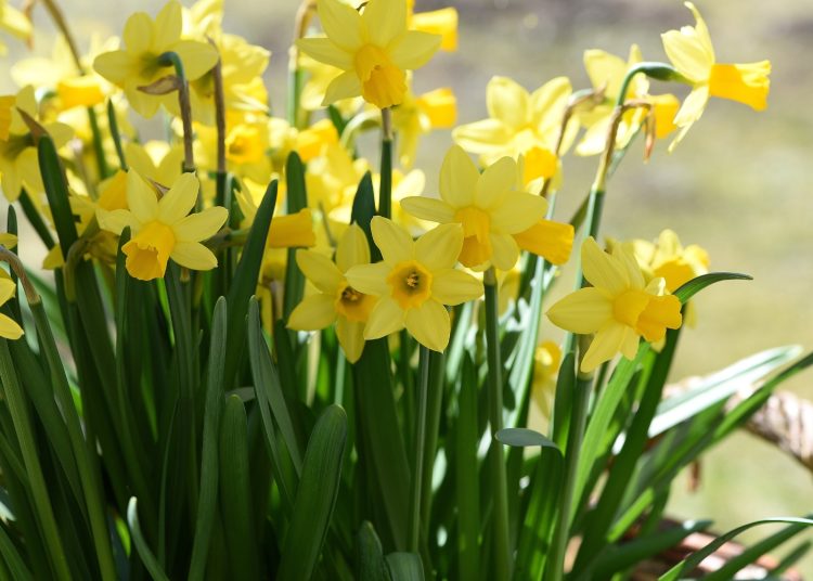 Here’s What You Should Do With Daffodils After Flowering To Keep Them Happy And Healthy