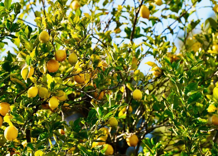 Here’s Why You Should Start Spraying Your Citrus Trees With Seaweed Extract ASAP