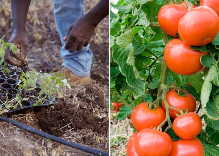 Put These 9 Things In Your Tomato Planting Hole And Get The Juiciest And Largest Tomatoes Ever