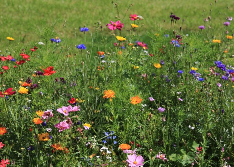 This Is The Best Time Of Year To Sow Wildflower Seeds In Your Yard