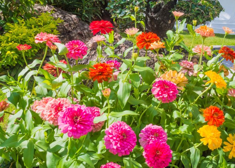 This Is The Easiest Way To Tell If Your Zinnias Are Ready For Cutting