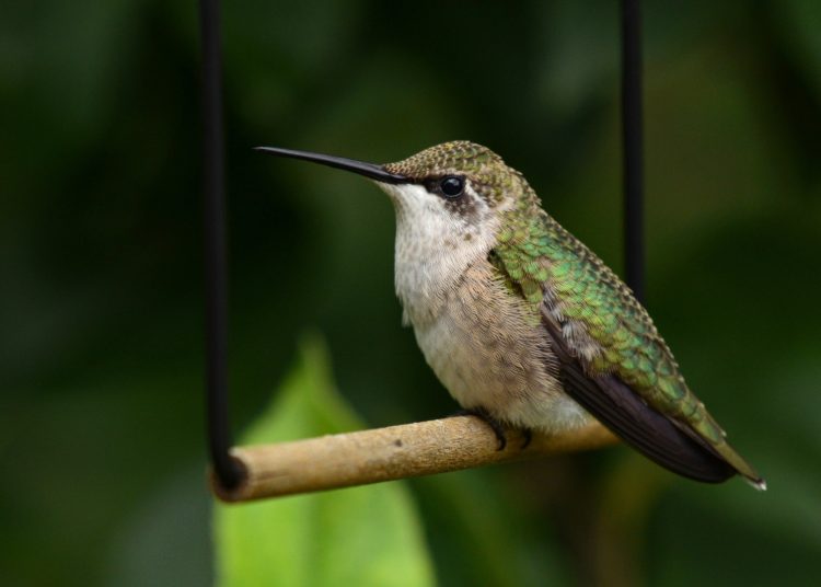 This Is Why Leaving Grape Jelly Outside Could End Tragically For Hummingbirds