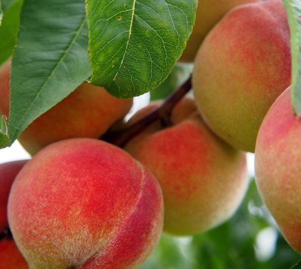 7 Best Peach Trees To Grow In San Antonio