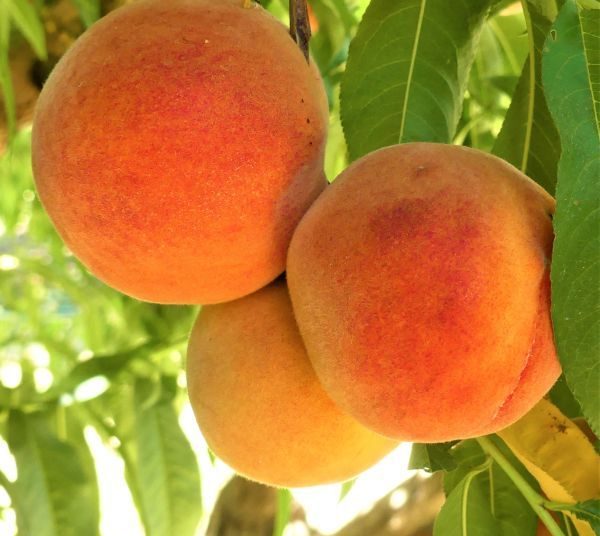 7 Best Peach Trees To Grow In Georgia