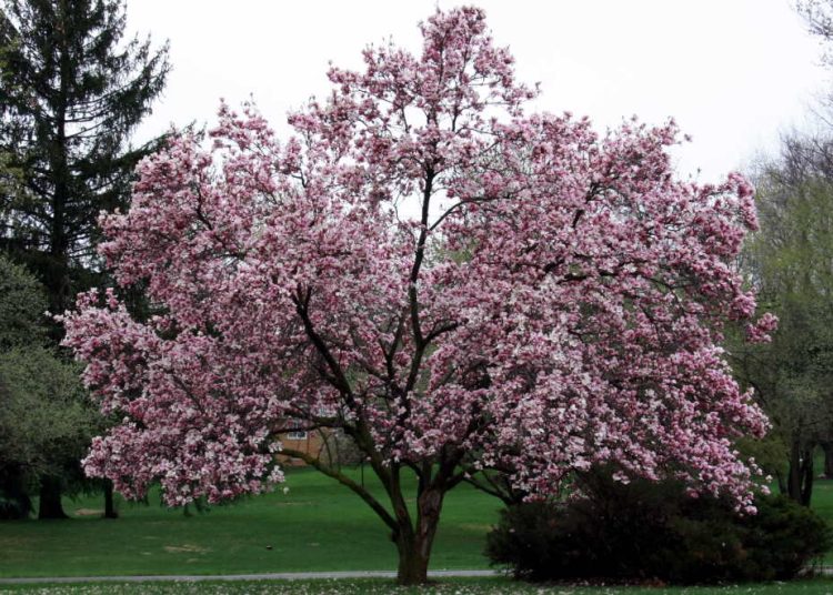 Magnolia Trees: Plant, Grow & Care