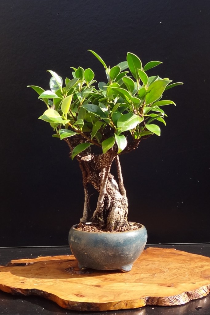 Do bonsai plants need drainage