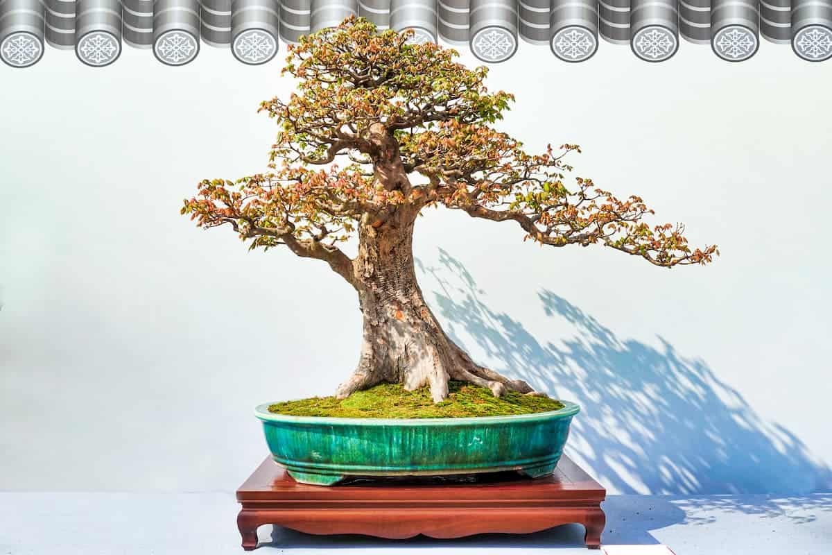 How do you drain a bonsai tree