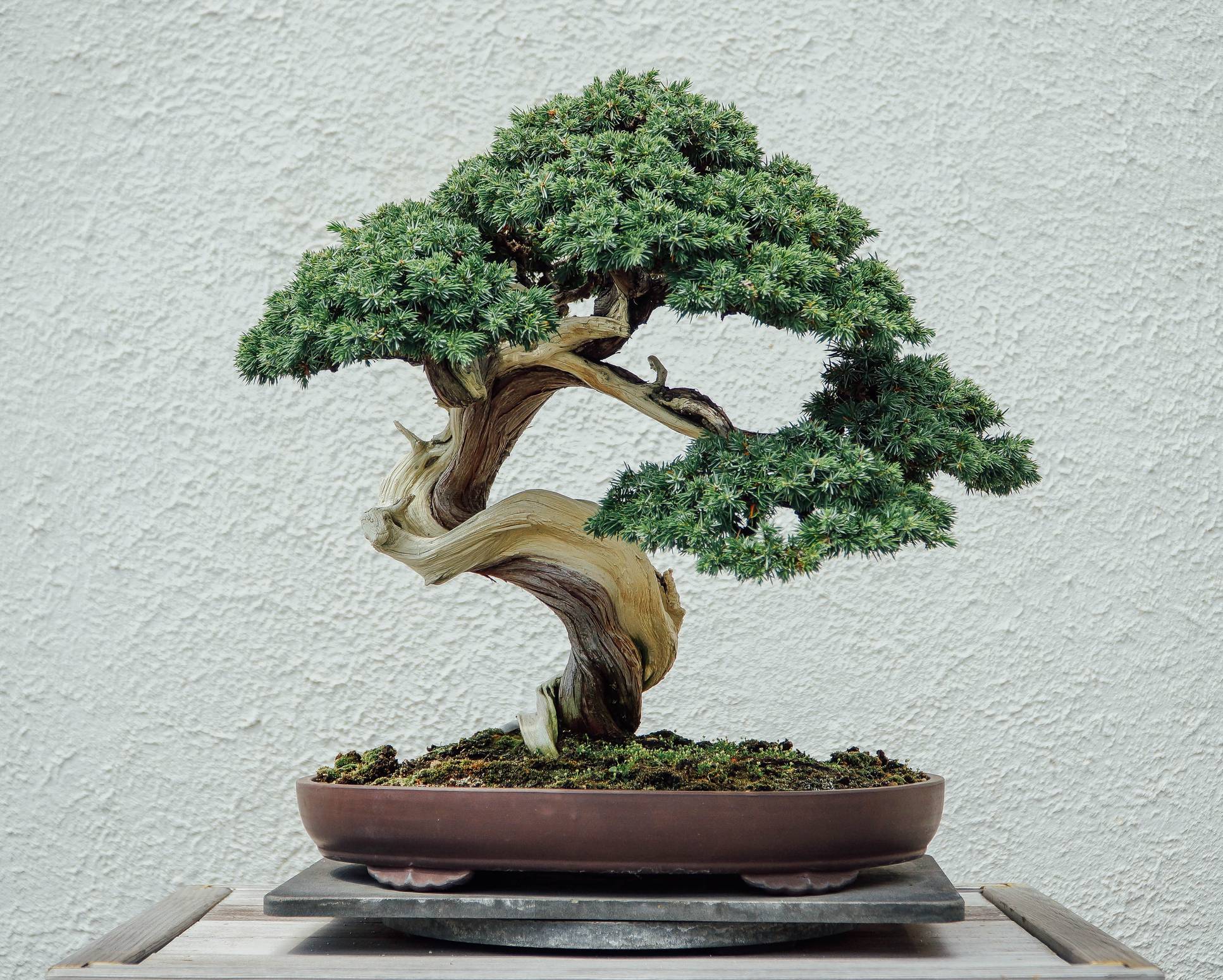 Can a bonsai tree live in Canada