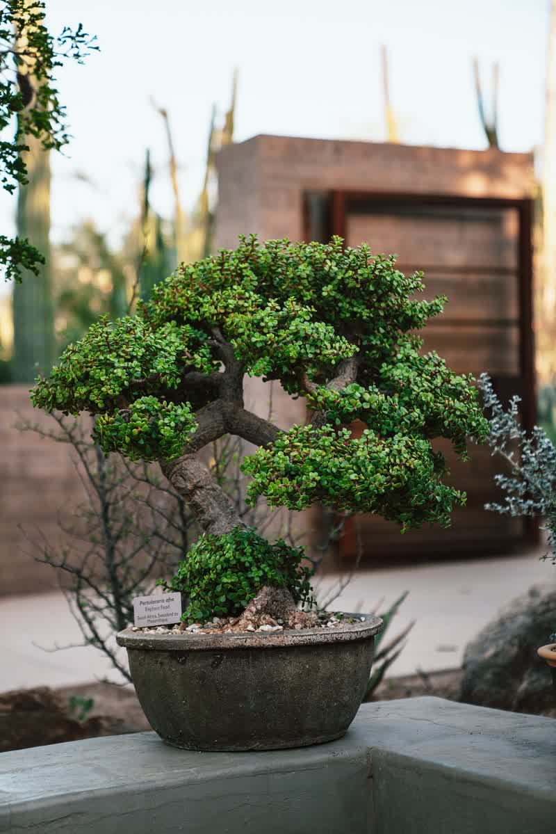 What is too cold for a bonsai tree