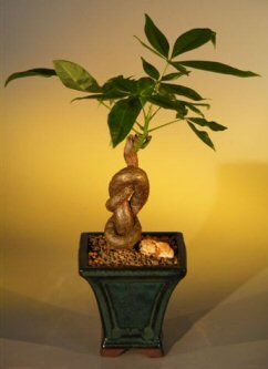 Do bonsai trees bring good luck