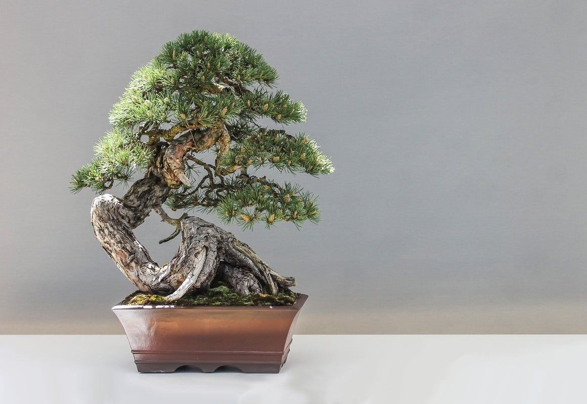 Which bonsai is best for gifting