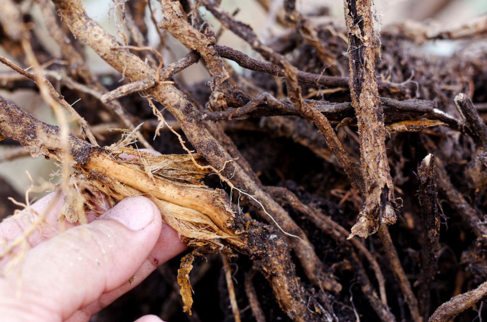 hand holding a root rot