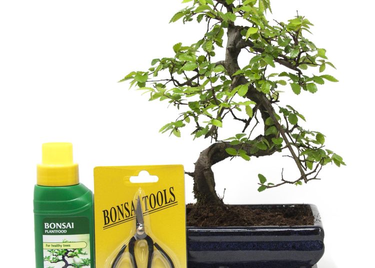 do bonsai trees make good gifts