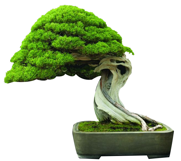 Are bonsai trees good for oxygen